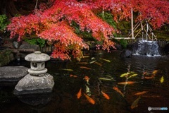紅と黄色