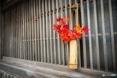 道端の紅葉