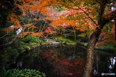 紅葉