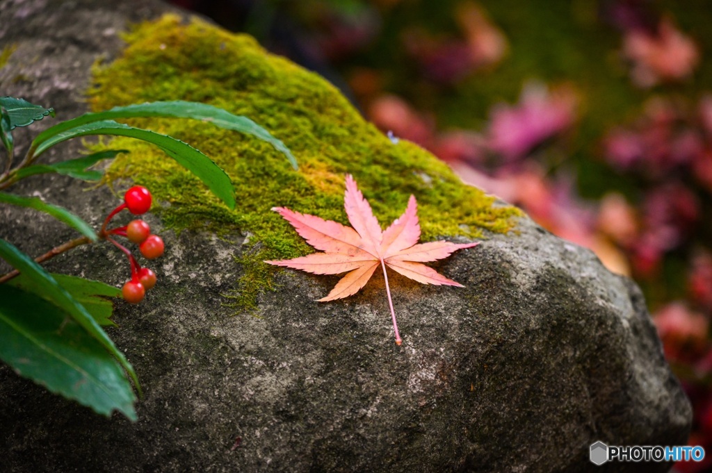 苔と木の実と紅葉と