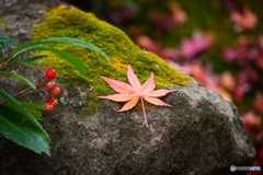 苔と木の実と紅葉と