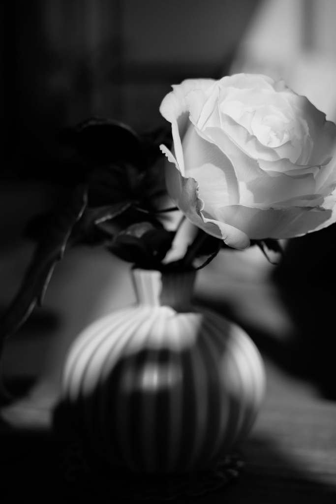 white rose