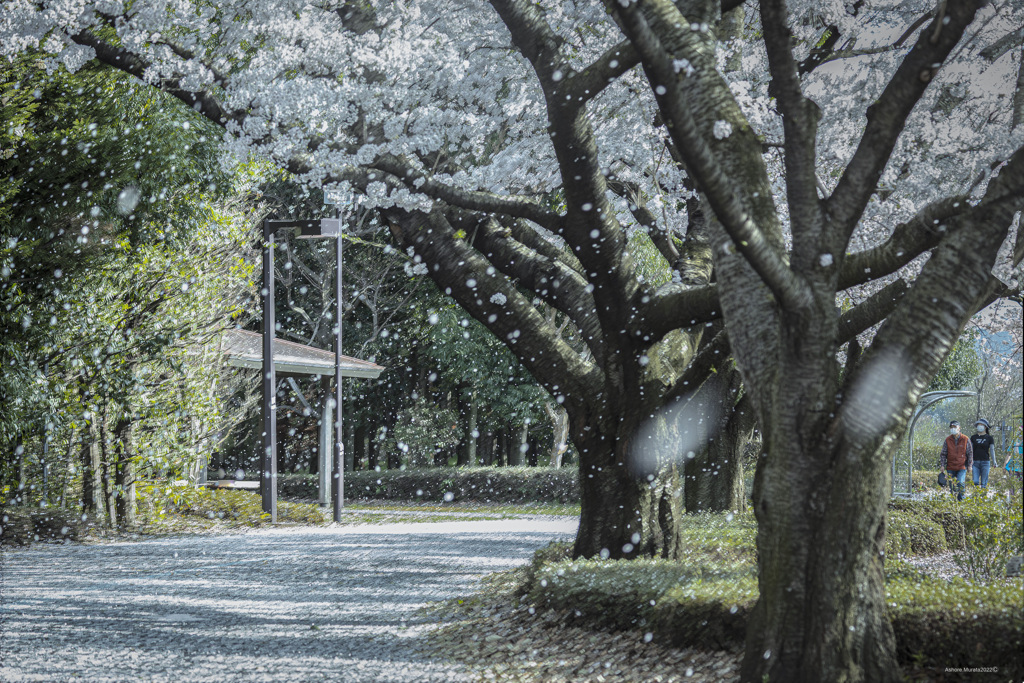 花吹雪とサクラカーペット