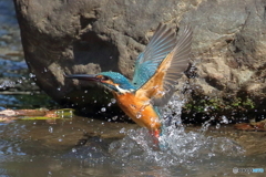 羽ばたいて離水