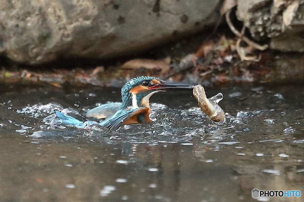 夕方、大物を獲ったカワセミ君