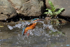 激しい水しぶきと共に・・・