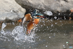 カワセミの浮上