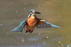 狩人・・・