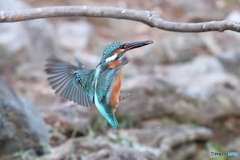 カワセミ戻り