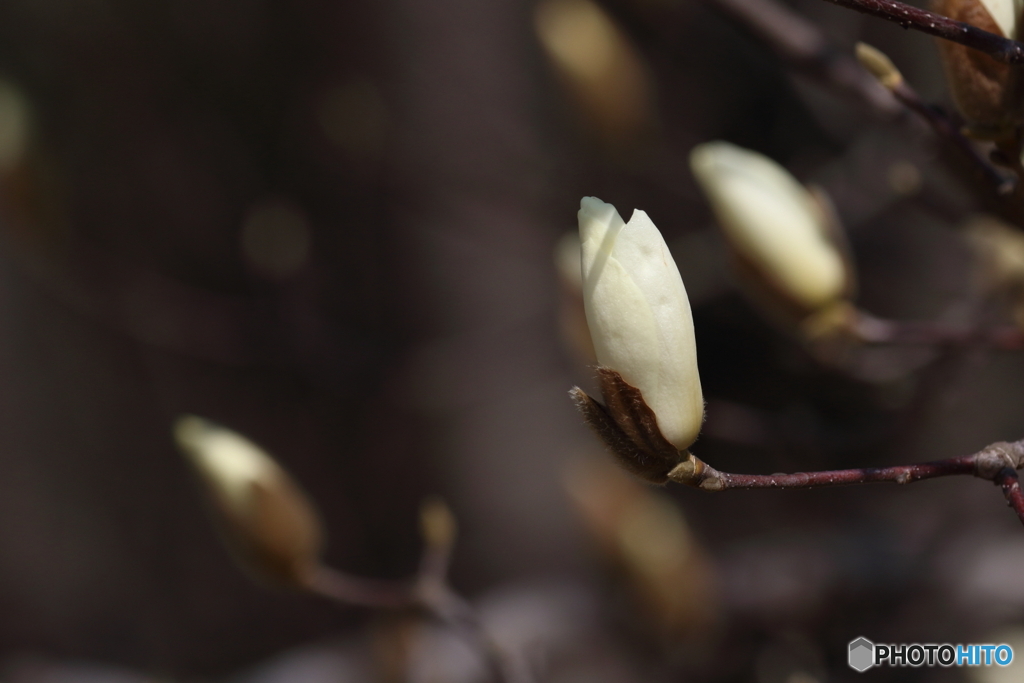 通りすがりのモクレン