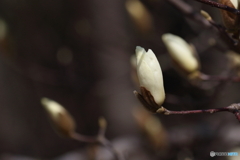 通りすがりのモクレン