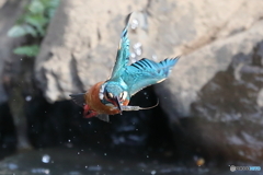 正面カット