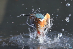 カワセミ撮影の思い出