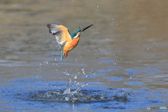 １年振りのカワセミ（６）