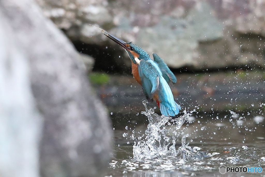 カワセミの離水