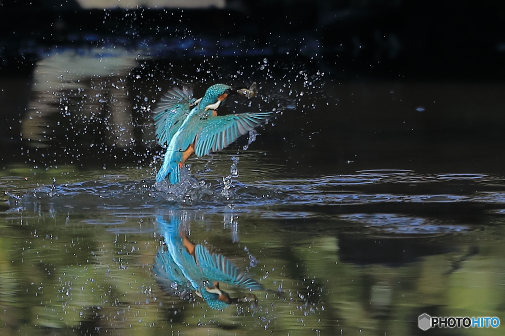 青い鳥・・・