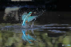 青い鳥・・・
