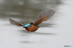 ハイキーなバックに浮かぶカワセミ（３）