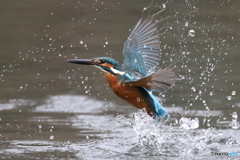 カワセミの離水
