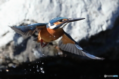 上昇するカワセミ君