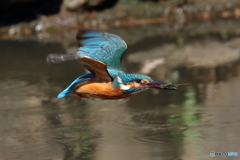 エビ獲って飛翔する