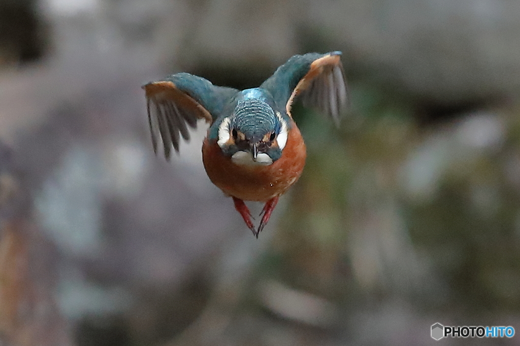 真正面のカワセミさん