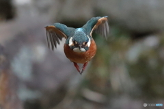 真正面のカワセミさん