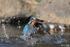 エサ獲り成功