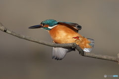 カワセミの発進！