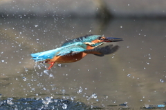 高度１０ｃｍの水平飛行