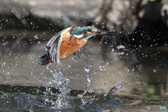 カワセミ離水