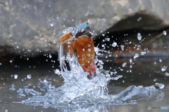 カワセミの水上がり