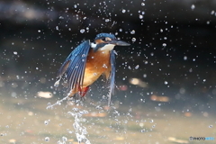 浮上したカワセミ
