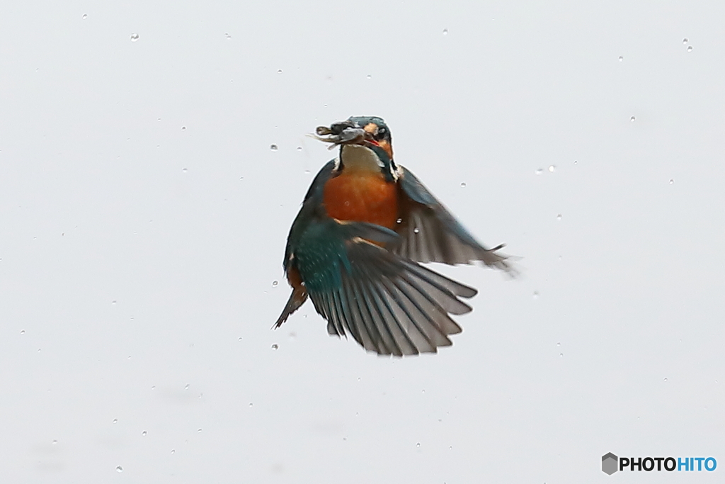 ハイキーなバックに飛ぶ（１）