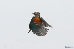 ハイキーなバックに飛ぶ（１）