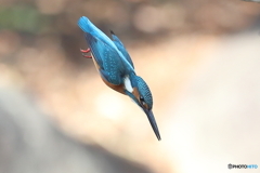 カワセミの飛び込み
