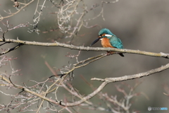 木枯らしの中のカワセミ