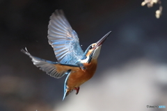 見上げるカワセミさん