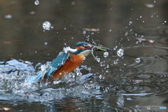 離水シーン