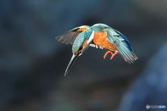 獲物は何処やったかな？