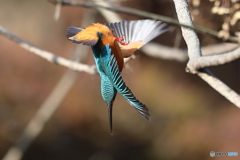 直滑降するカワセミ君