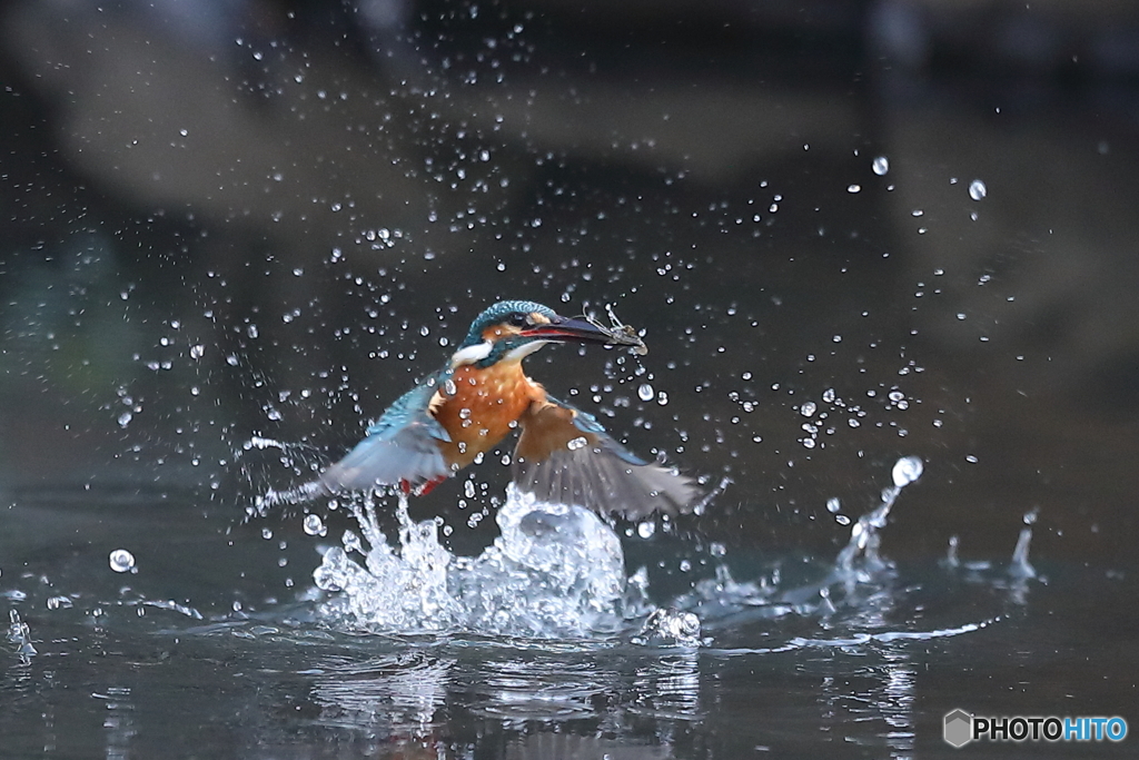 カワセミの離水