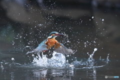 カワセミの離水