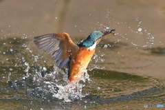 浮上するカワセミ