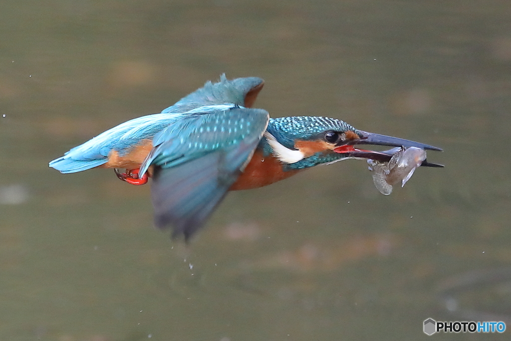 横っ飛びのカワセミ