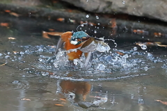 離水シーン