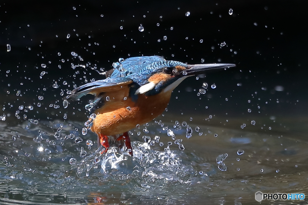 カワセミの離水シーン