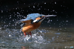 カワセミの離水シーン