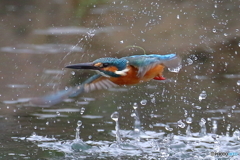 カワセミの浮上