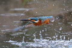 カワセミの浮上